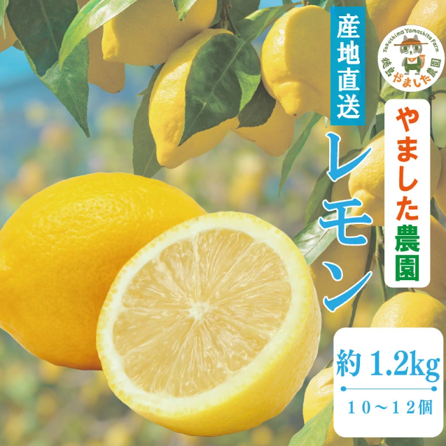 【先行予約】 【2026年10月上旬順次発送】 レモン 1.2kg (10～12個)  レモン れもん 檸檬 柑橘 フルーツ 果物 完熟 国産 ノーワックス 農家直送 新鮮 果汁 レモンサワー  お酒